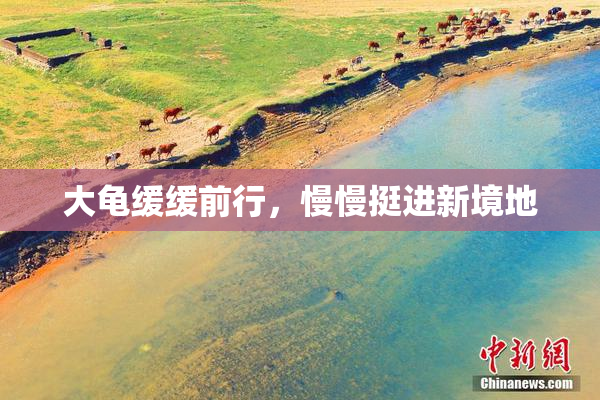 大龟缓缓前行，慢慢挺进新境地