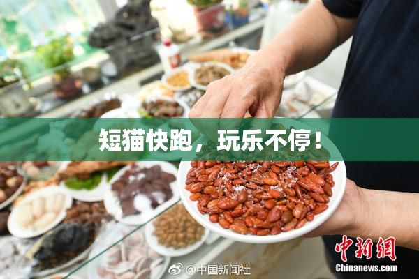 短猫快跑，玩乐不停！