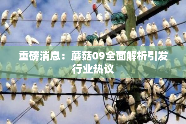 重磅消息：蘑菇09全面解析引发行业热议