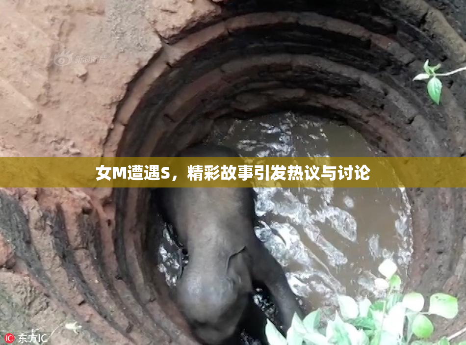 女M遭遇S，精彩故事引发热议与讨论
