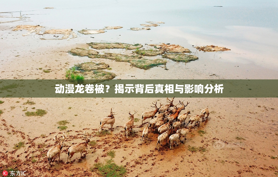 动漫龙卷被？揭示背后真相与影响分析