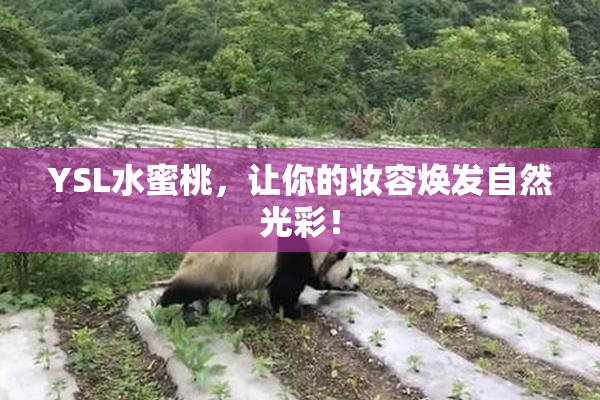 YSL水蜜桃，让你的妆容焕发自然光彩！