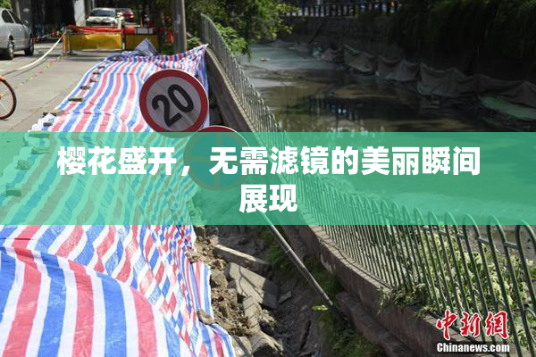樱花盛开，无需滤镜的美丽瞬间展现