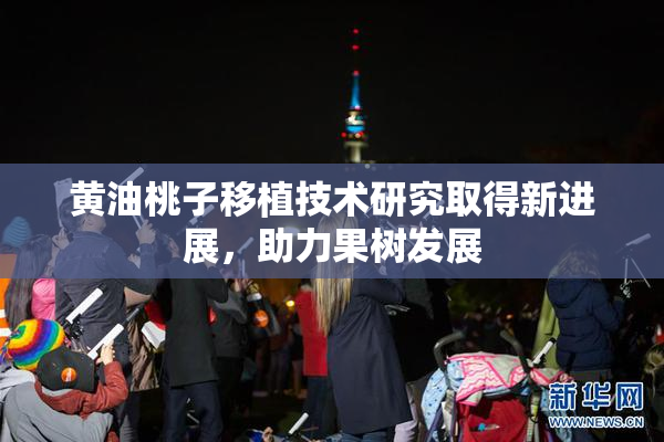 黄油桃子移植技术研究取得新进展，助力果树发展