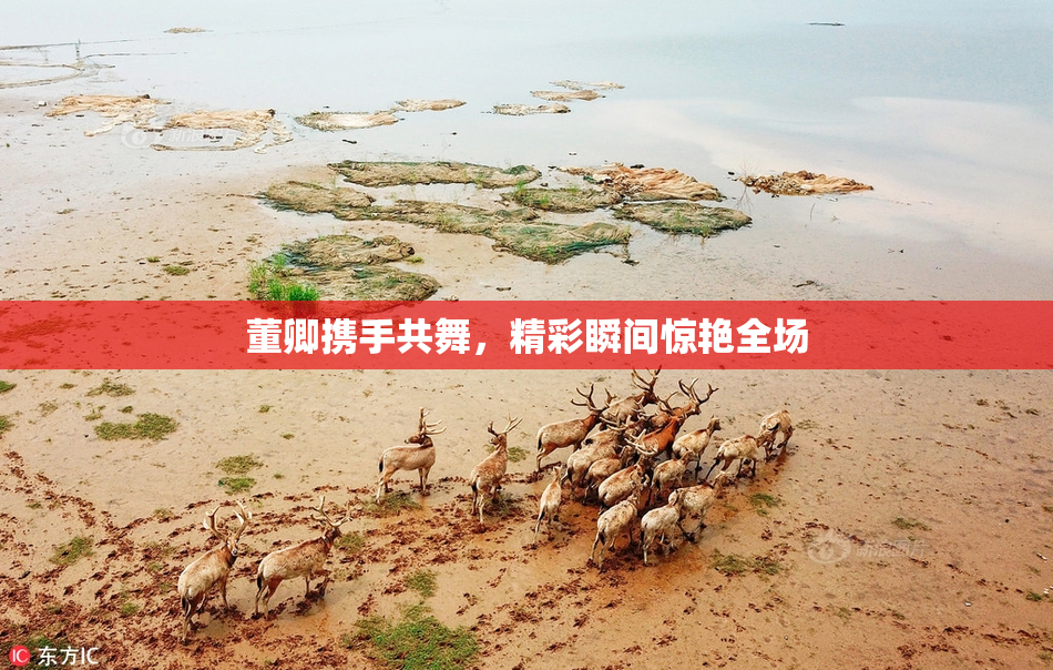 董卿携手共舞，精彩瞬间惊艳全场
