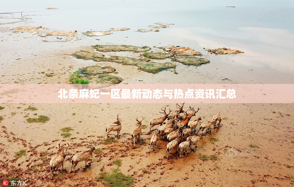 北条麻妃一区最新动态与热点资讯汇总