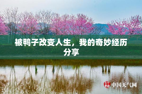 被鸭子改变人生，我的奇妙经历分享