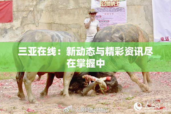 三亚在线：新动态与精彩资讯尽在掌握中