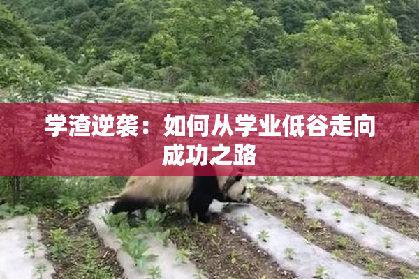 学渣逆袭：如何从学业低谷走向成功之路