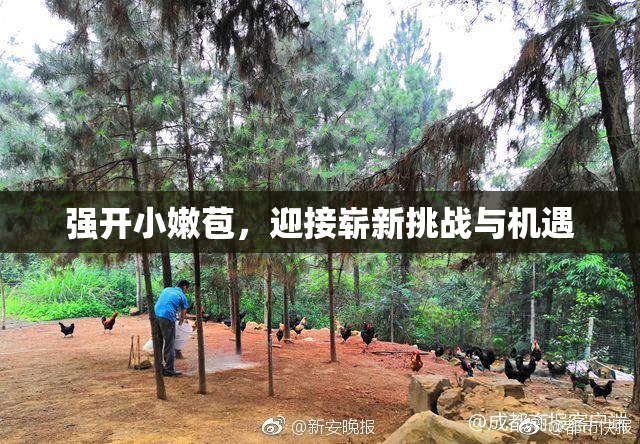 强开小嫩苞，迎接崭新挑战与机遇