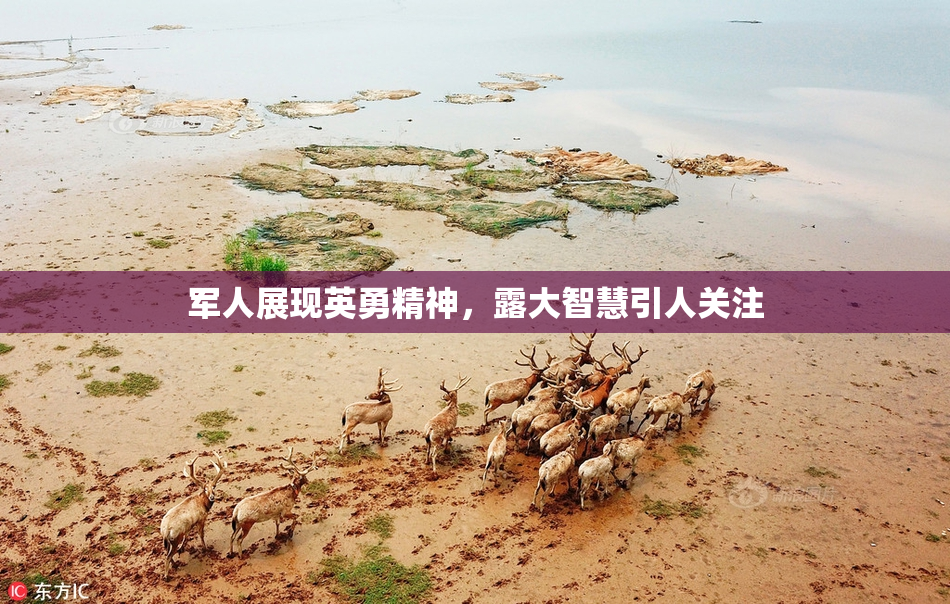 军人展现英勇精神，露大智慧引人关注