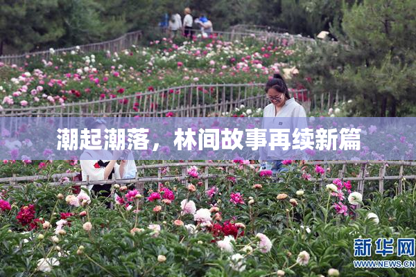 潮起潮落，林间故事再续新篇