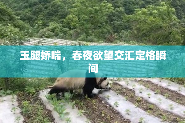 玉腿娇喘，春夜欲望交汇定格瞬间