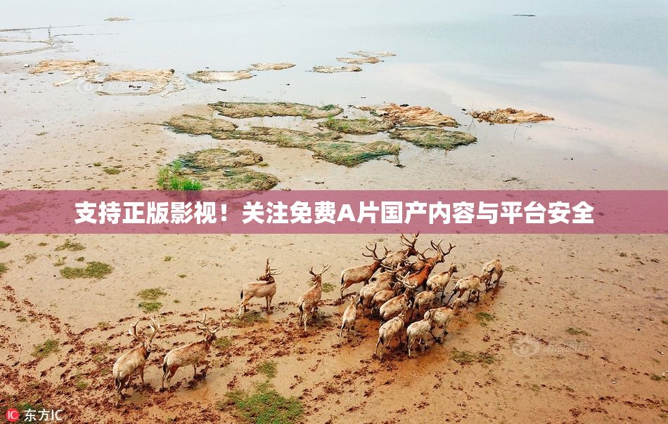 支持正版影视！关注免费A片国产内容与平台安全