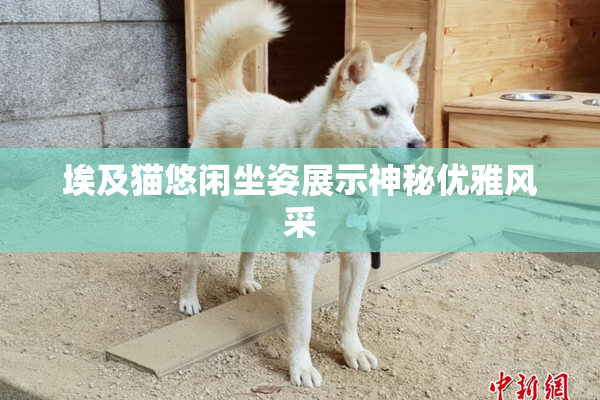 埃及猫悠闲坐姿展示神秘优雅风采