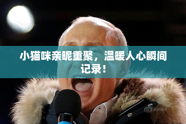 小猫咪亲昵重聚，温暖人心瞬间记录！