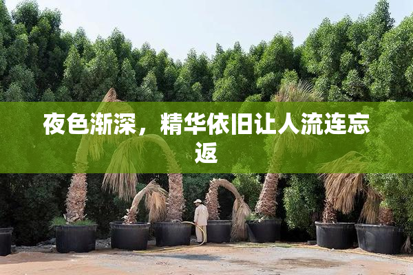 夜色渐深，精华依旧让人流连忘返