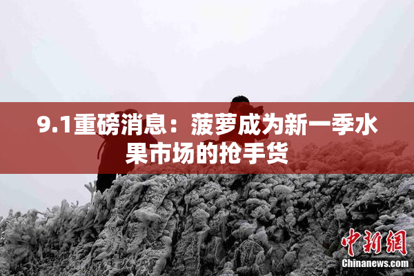 9.1重磅消息：菠萝成为新一季水果市场的抢手货
