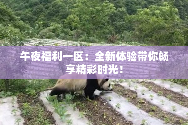 午夜福利一区：全新体验带你畅享精彩时光！