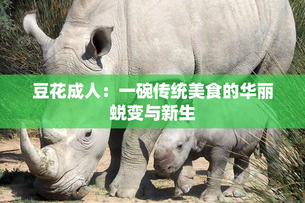 豆花成人：一碗传统美食的华丽蜕变与新生