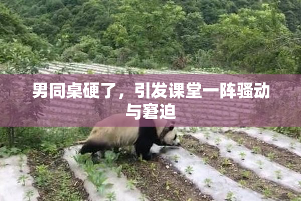 男同桌硬了，引发课堂一阵骚动与窘迫