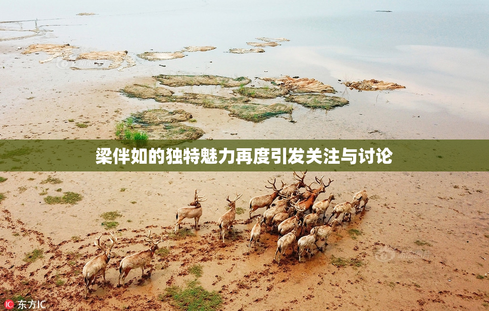 梁伴如的独特魅力再度引发关注与讨论
