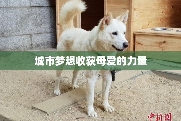 城市梦想收获母爱的力量