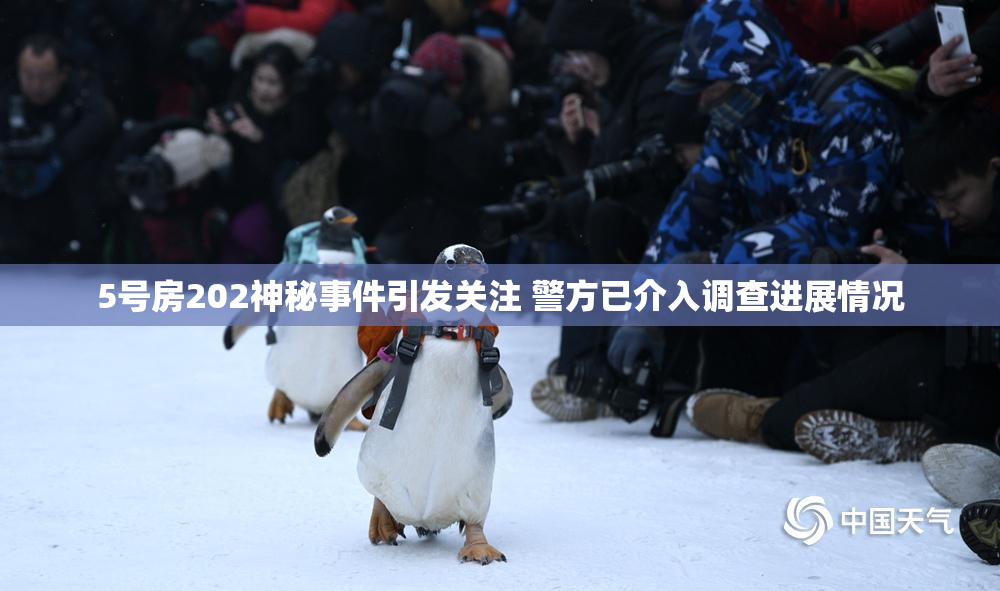 5号房202神秘事件引发关注 警方已介入调查进展情况