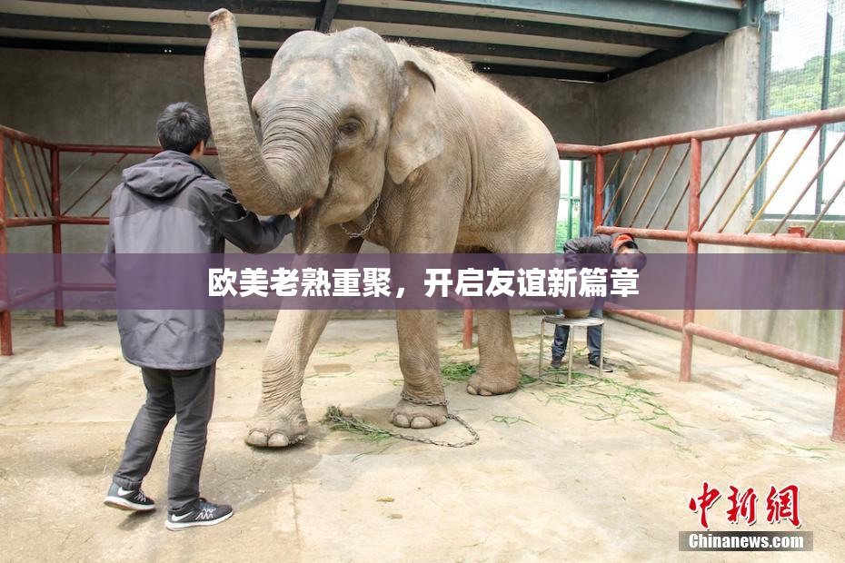 欧美老熟重聚，开启友谊新篇章
