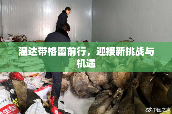 温达带格雷前行，迎接新挑战与机遇