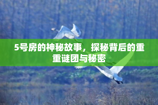 5号房的神秘故事，探秘背后的重重谜团与秘密