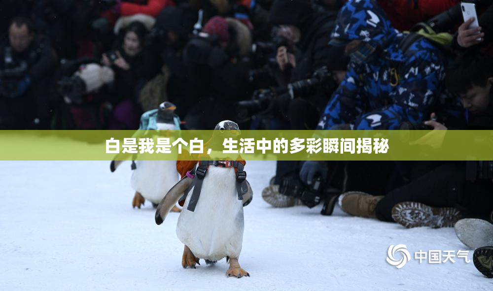 白是我是个白，生活中的多彩瞬间揭秘
