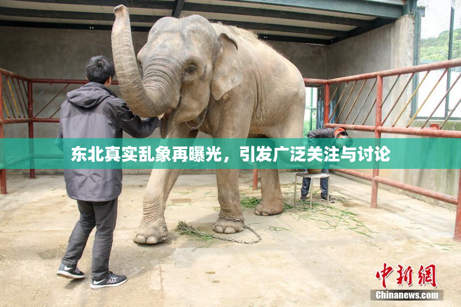东北真实乱象再曝光，引发广泛关注与讨论