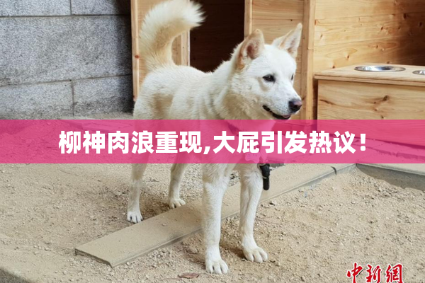 柳神肉浪重现,大屁引发热议！