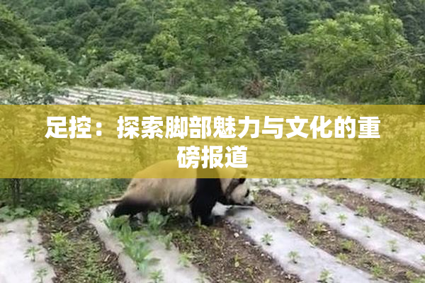 足控：探索脚部魅力与文化的重磅报道