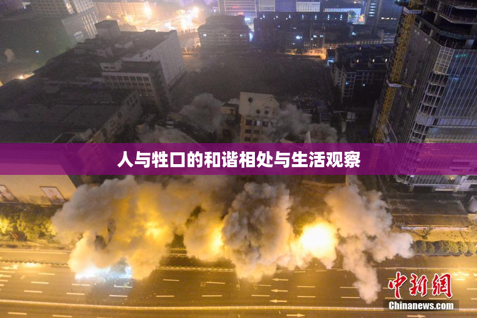 人与牲口的和谐相处与生活观察