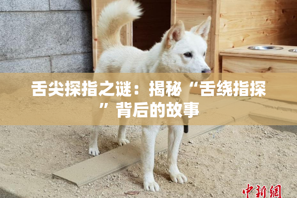 舌尖探指之谜：揭秘“舌绕指探”背后的故事