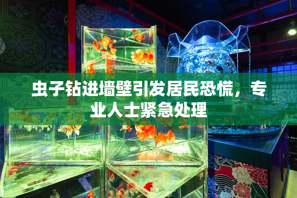 虫子钻进墙壁引发居民恐慌，专业人士紧急处理