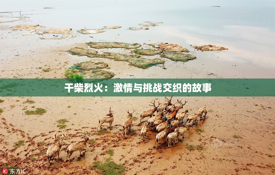 干柴烈火：激情与挑战交织的故事