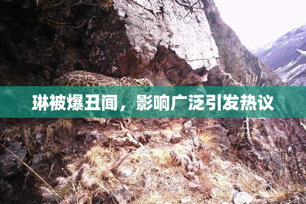 琳被爆丑闻，影响广泛引发热议