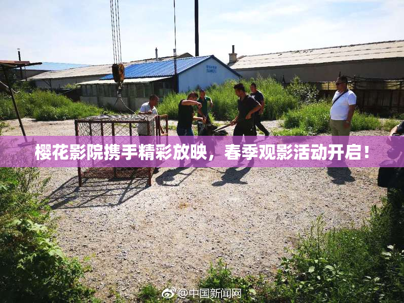 樱花影院携手精彩放映，春季观影活动开启！
