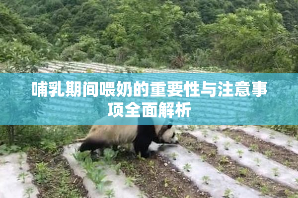 哺乳期间喂奶的重要性与注意事项全面解析