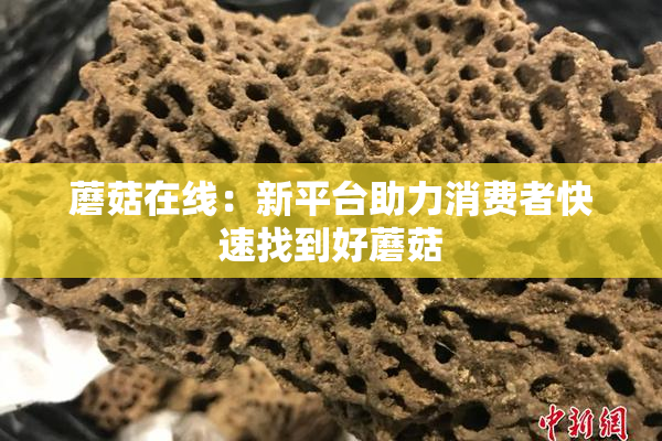 蘑菇在线：新平台助力消费者快速找到好蘑菇