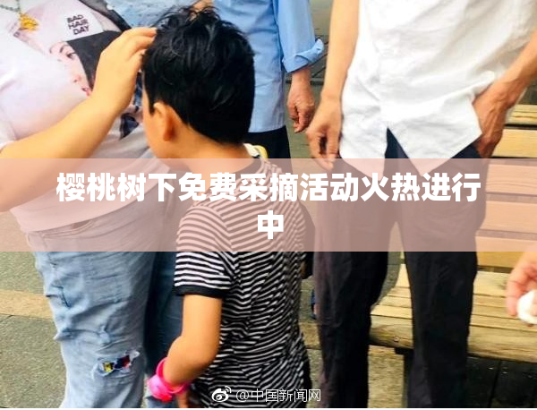 樱桃树下免费采摘活动火热进行中