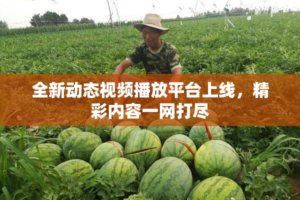 全新动态视频播放平台上线，精彩内容一网打尽