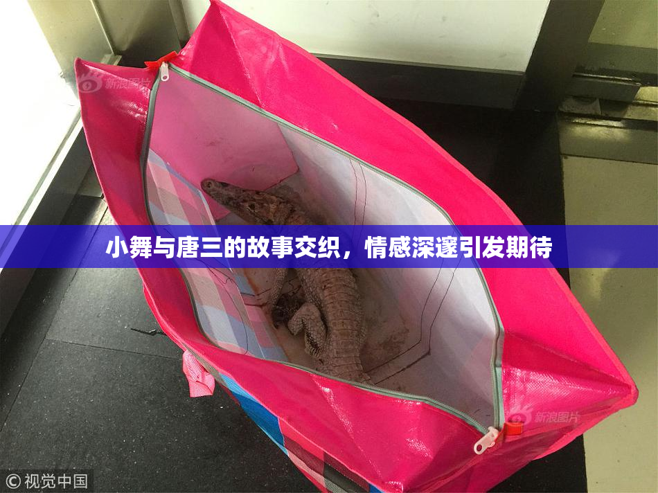 小舞与唐三的故事交织，情感深邃引发期待