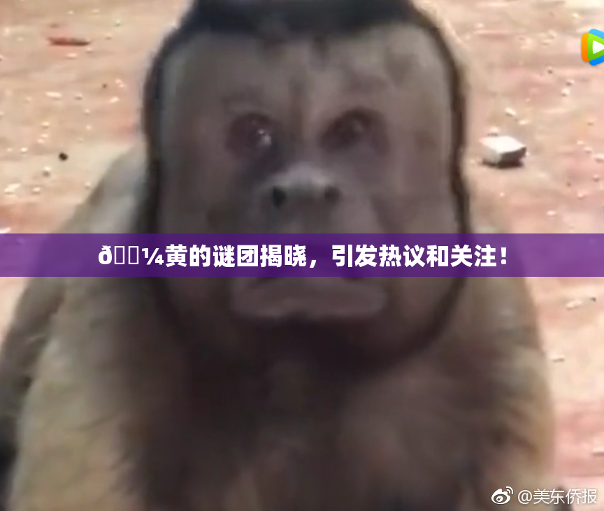 🌼黄的谜团揭晓，引发热议和关注！