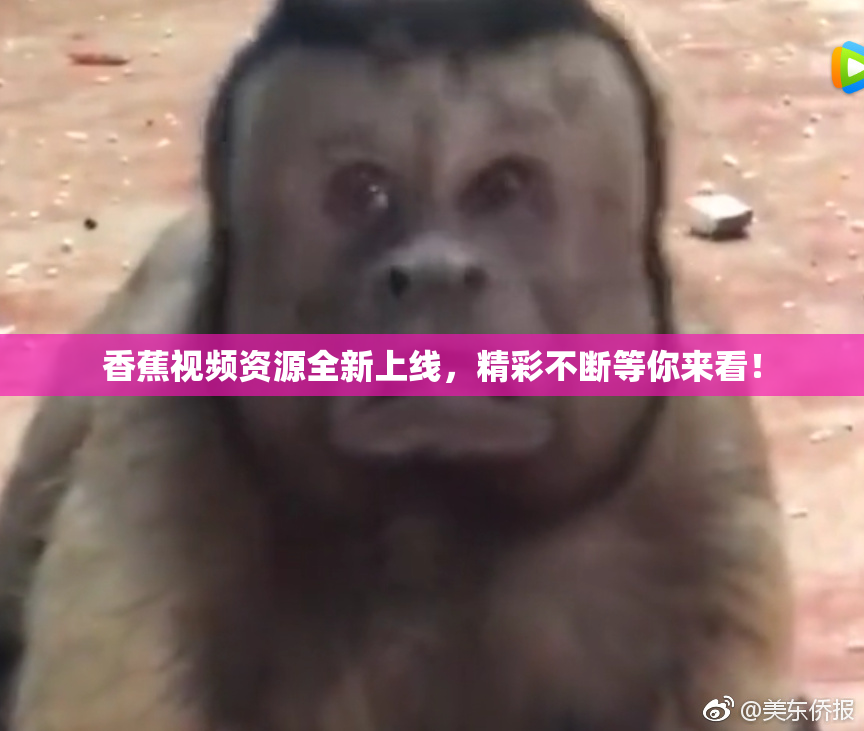 香蕉视频资源全新上线，精彩不断等你来看！