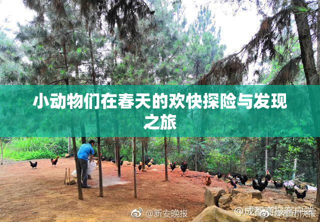 小动物们在春天的欢快探险与发现之旅