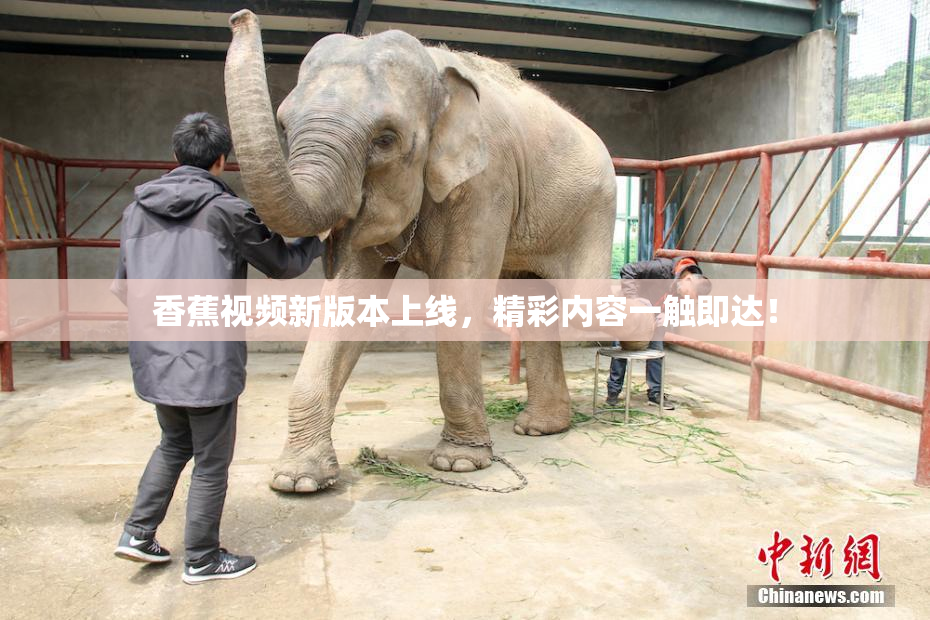 香蕉视频新版本上线，精彩内容一触即达！
